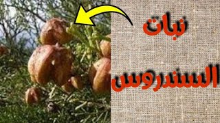 النبات الذي يبحث عنه مرضى الروماتيزم والنقرس وعلاج لعدة أمراض أخرى