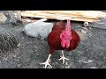 Angry rooster cock
