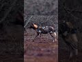 Jabalí Entra en una Trampa Mortal 😱