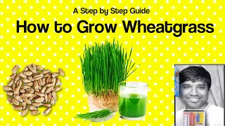 How to Grow Wheatgrass 2017