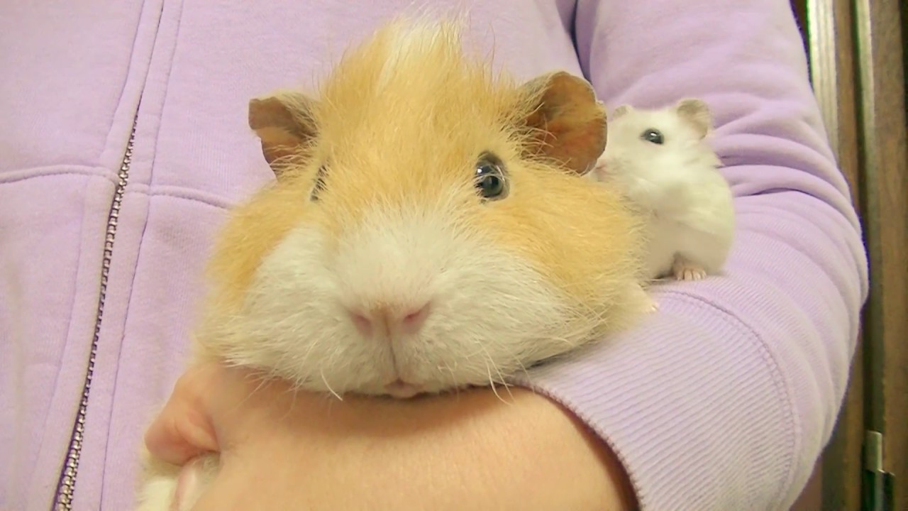 モルモットになつくハムスター♡かわいい耳コチョ - MaxresDefault
