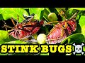Stink Bugs 18 Day Egg Study Flamethrower Vs Detergent What&#39;s The Best Pest Control