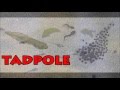 Tadpole  in