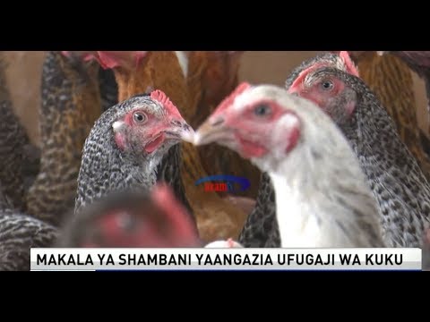 Video: Kuku Ya Kuku Katika Viazi Zilizokunwa