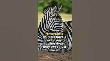 5 UNBELIEVABLE Zebra Facts You Never Knew Facts Bizarrenature 