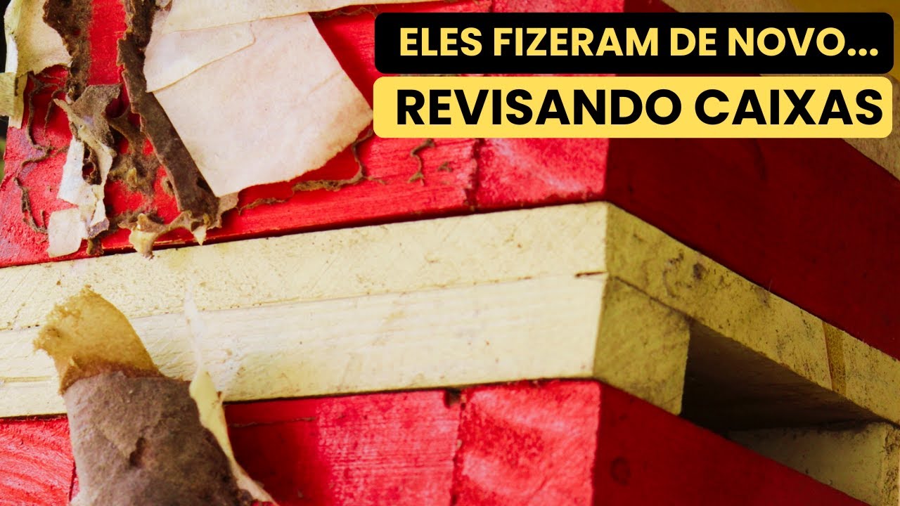 ELES FIZERAM DE NOVO - VAGABUNDOS INVADIRAM MEU MELIPONÁRIO #abelhas #bee