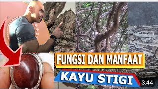 DIBONGKAR,  RAHASIA KAYU STIGI YANG TIDAK BANYAK ORANG TAHU | Kaya dengan kayu stigi