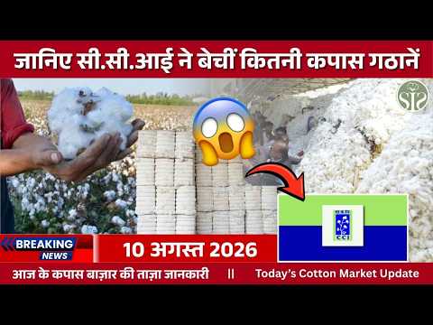 🔥 Cotton Rate Today: MP में ₹500 की तेजी | CCI ने बेची 80,700 गांठें | Cotton Market Update