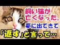 飼い猫が亡くなってしまった夜に夢に出てきて「返す」と言って…【猫の不思議な話】【朗読】