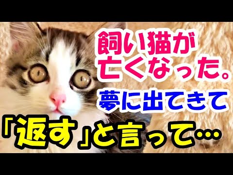飼い猫が亡くなってしまった夜に夢に出てきて 返す と言って 猫の不思議な話 朗読 Youtube 飼い猫が亡くなってしまった夜に夢に出てきて 返す と言って 猫の不思議な話 朗読 Youtube