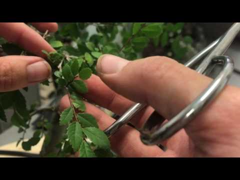 Video: Come potare l'albero di zelkova?