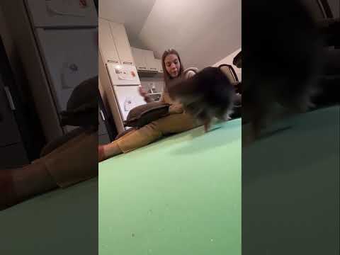 Учу сложные трюки с собаками #dog