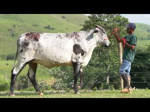 LOTE 10 • 6º LEILÃO CENTROGEN • 7748CM