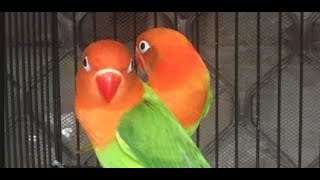 Download lagu Suara lovebird memanggil teman bikin labet satu desa bunyi bersahutan Suara lovebird memanggil teman bikin labet satu desa bunyi bersahutan