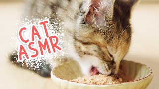 🎧 ASMR Kitten eats wet food | Merrick Purrfect Bistro Grain Free Kitten Dinner Chicken Pâté by Curry Sugar Meow 3,758 views 2 years ago 5 minutes, 51 seconds