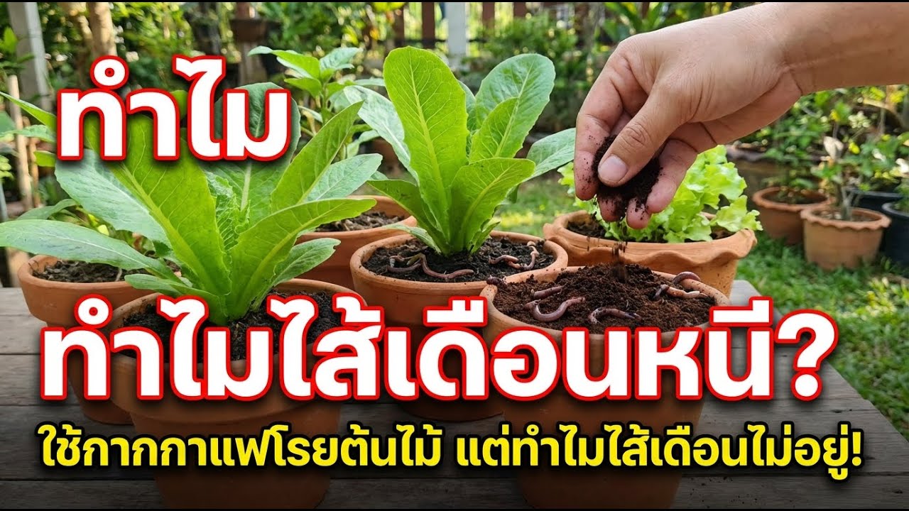 โปรยกากกาแฟบนต้นไม้ ทำไมไส้เดือนถึงหนี? เผยวิทยาศาสตร์ง่ายๆ