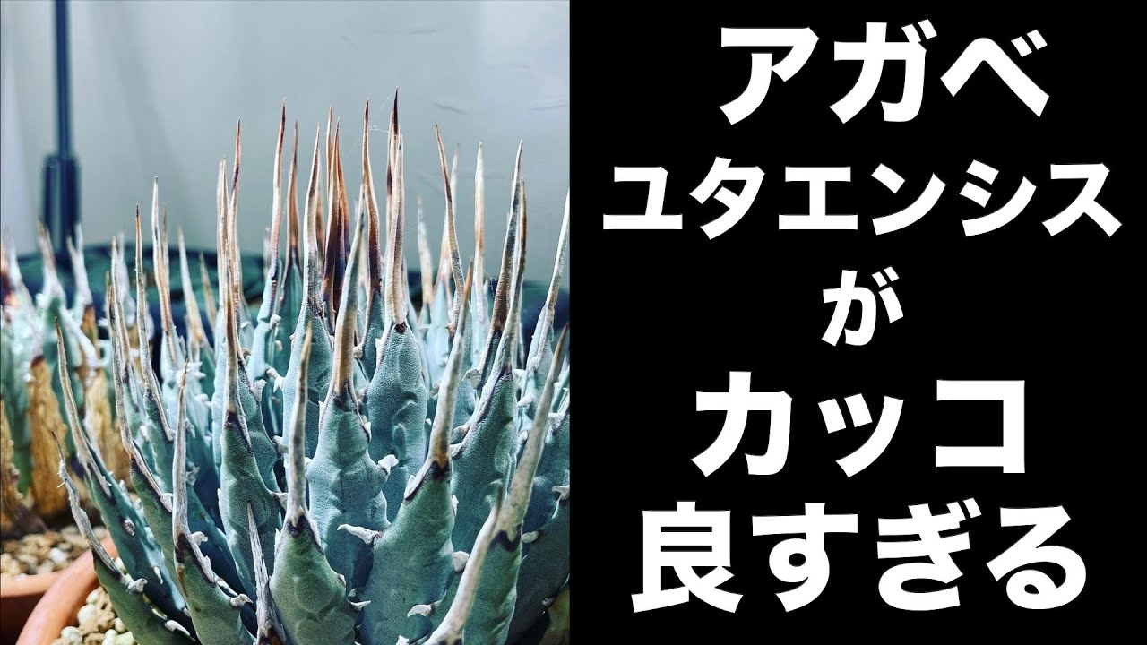 アガベ・ユタエンシスここがイイ！！