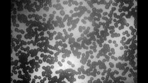 Hydrodynamic Interactions Among Bubbles, Drops, and Particles in Non-Newtonian Liquids: Suppl Vid 1