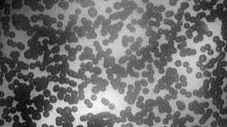 Hydrodynamic Interactions Among Bubbles, Drops, and Particles in Non-Newtonian Liquids: Suppl Vid 1