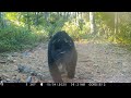 2020 Trail Cam Videos- 6 months on a trail