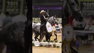 Colombian Trote y Galope - grey stallion - Francisco del Jardin USA champion