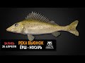 Русская Рыбалка 4 — Ёрш-носарь на реке Вьюнок