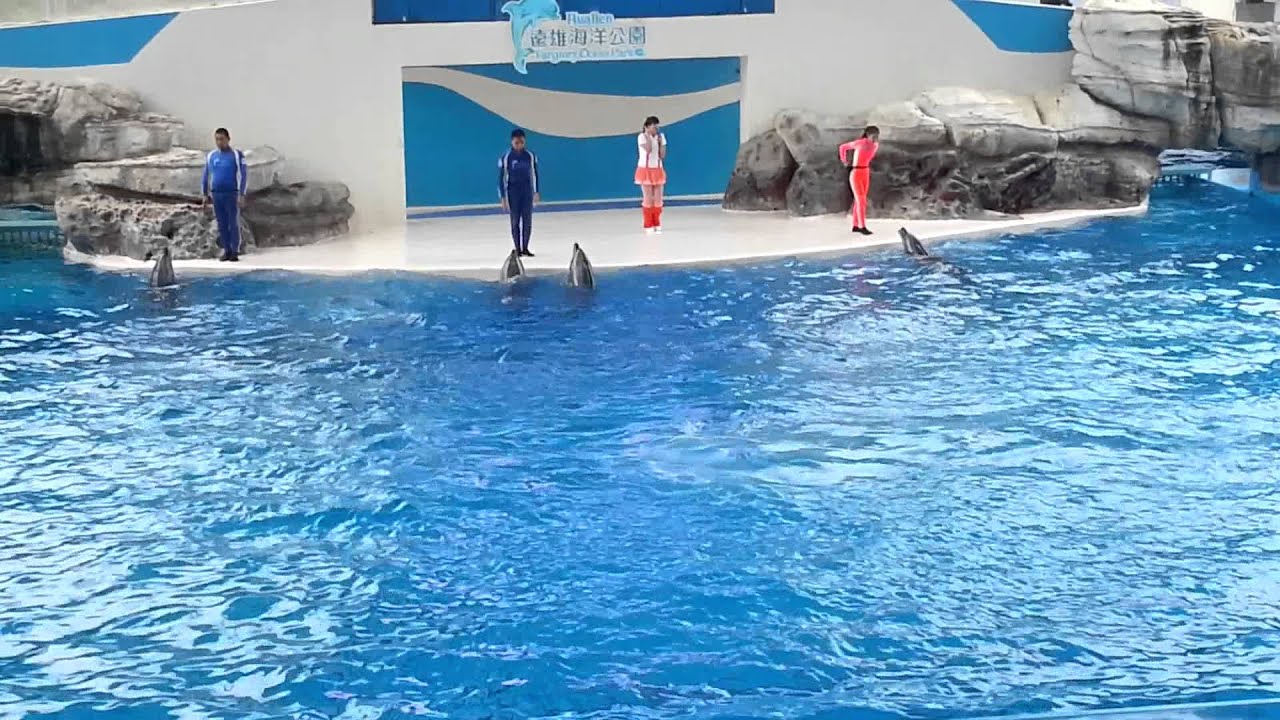 dolphins show :) - YouTube