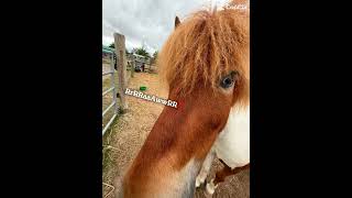#pferd #horse