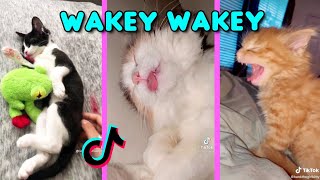 Wakey Wakey It's time for school - (Waking up cats) Funny Cat Tiktok Compilation l Oh Hooman by Oh Hooman 4,264 views 2 years ago 8 minutes, 37 seconds