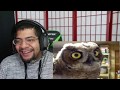 100% Accurate Facts About Owls!