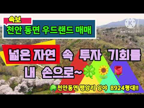 천안 동면 행암리 임야! 넓은 자연 속 투자 기회를 내 손으로! 🌳💰🌄"