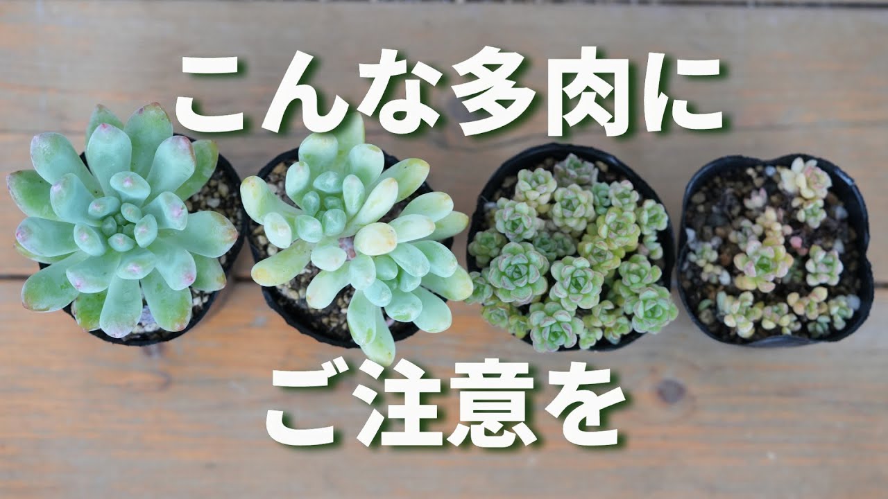 575【なんだか最近育たない？】夏に起こりがちなトラブルと対処法