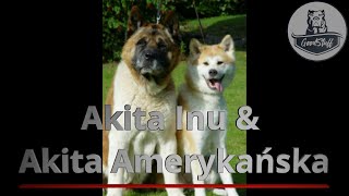 Akita Amerykańska i Akita Inu Historia i opis psa Japonii.