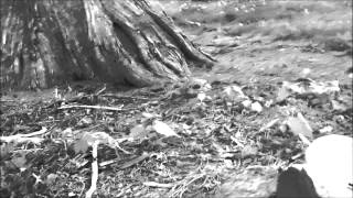 undisclosed cemetry a male saying Elizabeth evp.wmv