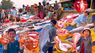 Hiếm Gặp Hàng Tấn Cá Câu Ngon | 650k/kg Cua Huỳnh Đế Vào Mùa