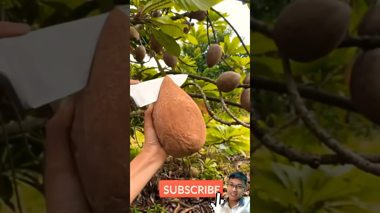 Exploring Unique Fruits: Farmer Harvests Unusual Produce 