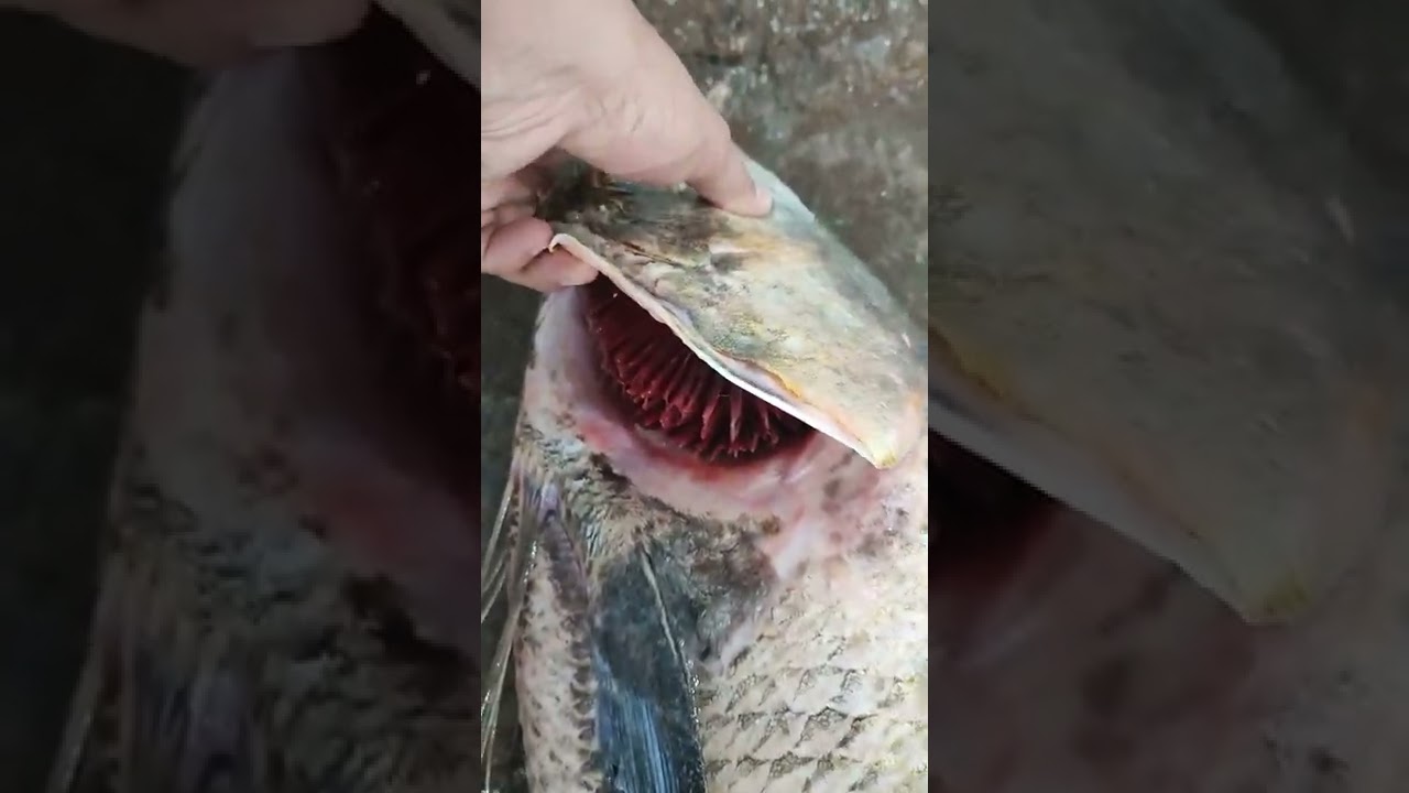 Rawas Kala (Black Indian Salmon