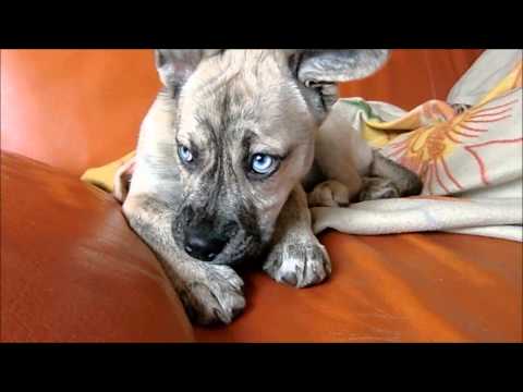 The cutest Puppy ever HD - Husky &amp; French Bulldog Whelp Matilda