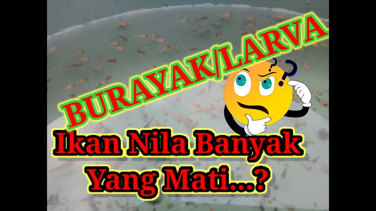 Penyebab kematian pada burayak atau larva ikan nila dan cara mengatasinya