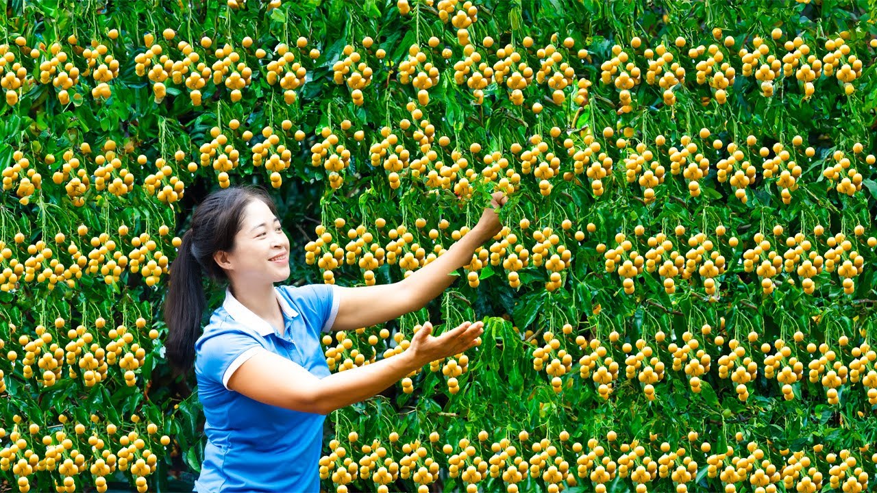 Harvest Wampee & Goes To Market Sell | Harvesting And Cooking | Lý Song Ca