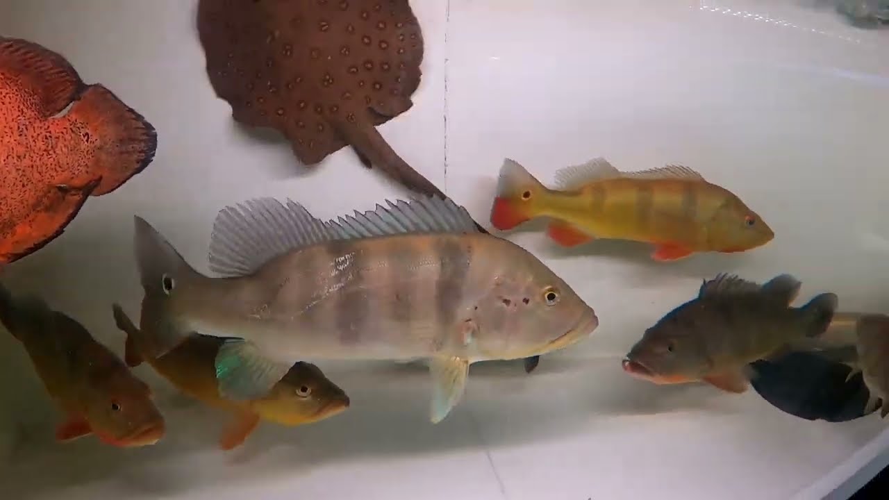 PEIXES GRANDE DA TRABALHO PRA PEGAR E EMBALAR.... VEJA A BAGUNÇA kkkk