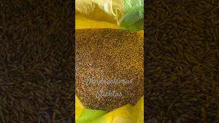 Bamboo seeds 100% germination Ph: 6000092745 #farming #assam #maharashtra #chennai #punjab #himachal