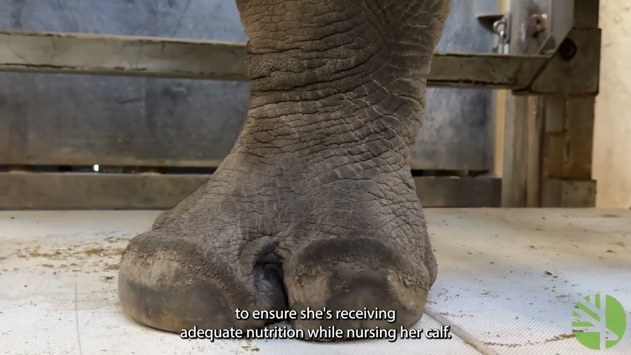 How Do You Weigh A White Rhino? 🦏