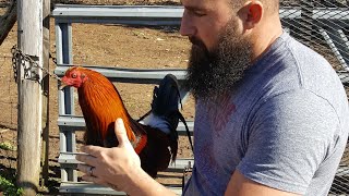 Algunas De Las Hermosas Aves Jóvenes En Las Leyendas Granja screenshot 3