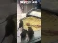 Rats Filmed On Worktops At Dominos Pizza Branch
