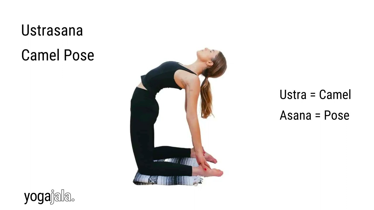 Camel Pose – Ustrasana,The posture improves core strength, spinal, hip and  shoulder flexibility and stamina – MyLifeMyStuff