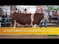 La Raza Simmental en Expomalocas 2020- TvAgro por Juan Gonzalo Angel Restrepo