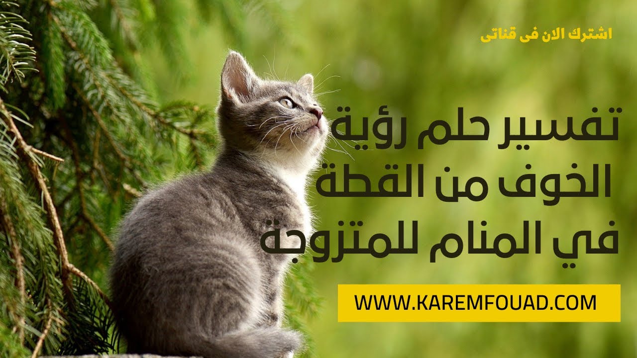 تفسير حلم رؤية الخوف من القطة في المنام للمتزوجة