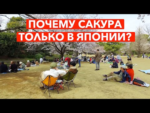 Почему Сакура это больше чем дерево? - Жизнь в Японии