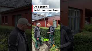Die gewöhnliche Eibe - Taxus baccata